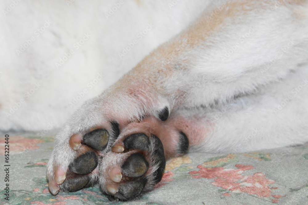 Obraz premium 爪を切ったばかりの犬の手