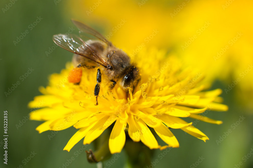 Honeybee on Yellow Flower - obrazy, fototapety, plakaty 