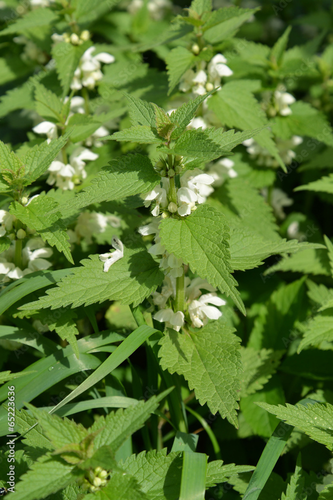 Yasnotka white (deaf nettle) (Lamium album L. ) Yasnotka white (deaf nettle) (Lamium album L. )