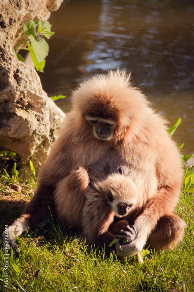 Fototapeta premium gibbon in Lisbon zoo
