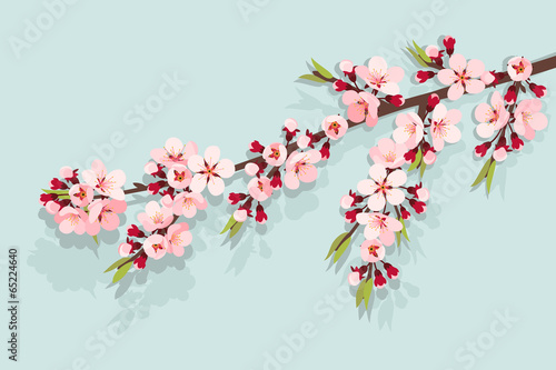 Pink cherry blossom on sky blue background © Carpierable