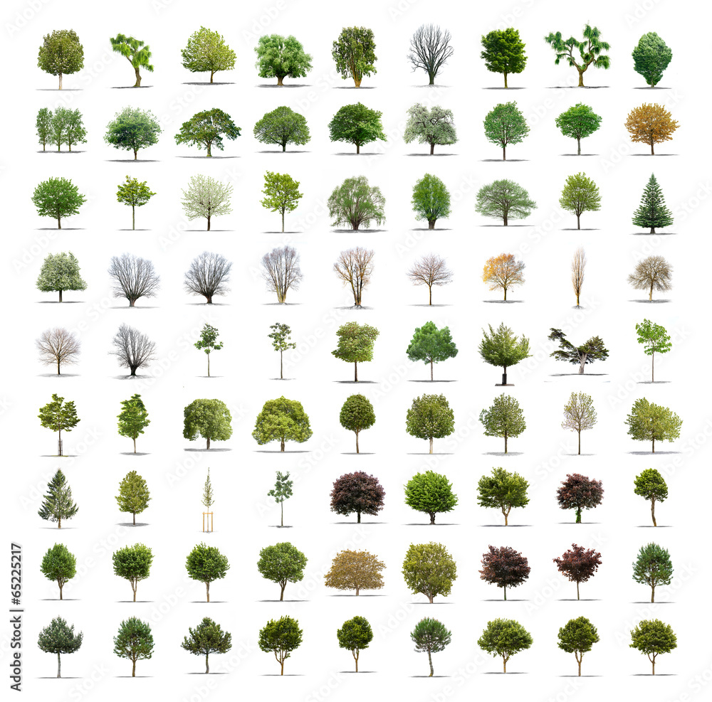 Fototapeta premium Pack of 81 different trees isolated on white background