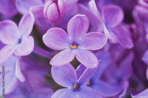 lilac flowers close up © Dmytro Titov