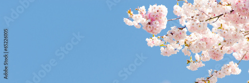 kirschblüte als banner #65226005