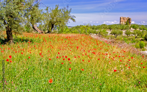 Poppy field Near Agres, Valencia Province, Spain
