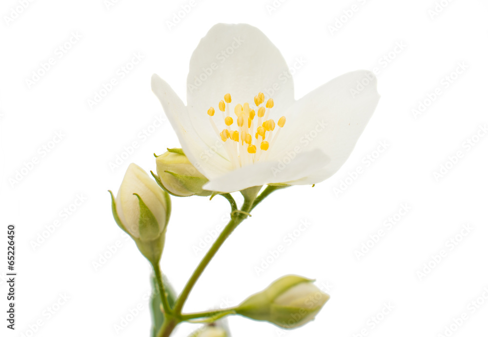 Obraz premium jasmine isolated