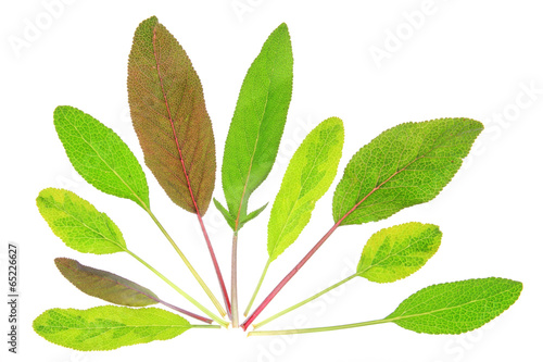 verschiedene Salbeiarten (Salvia officinalis)