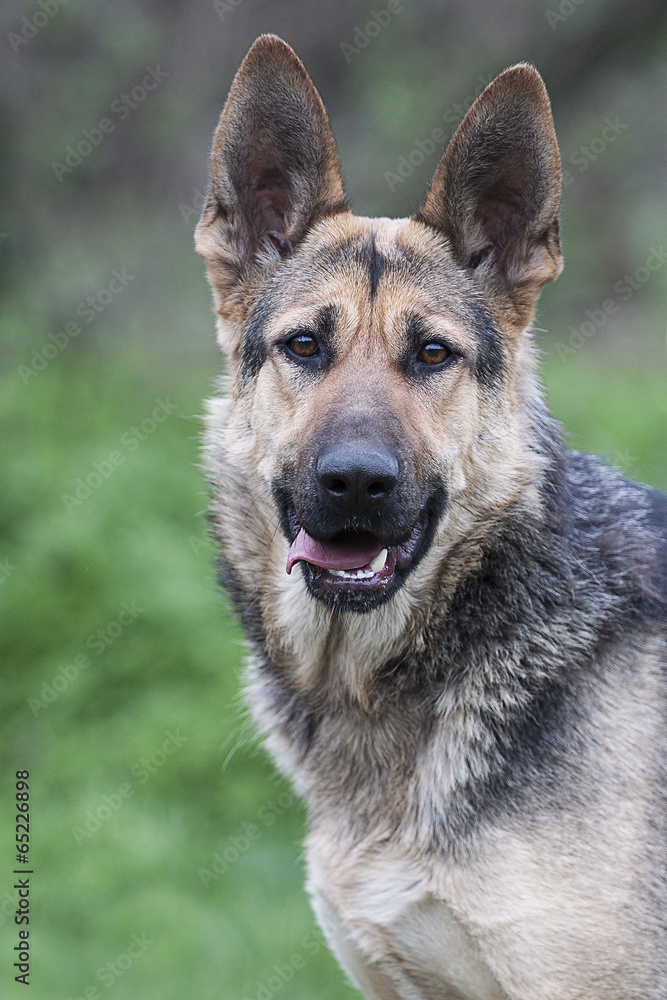 Hund Hund