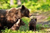 Brown bear with cubs
