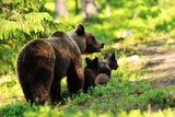 Brown bear with cubs in the forest