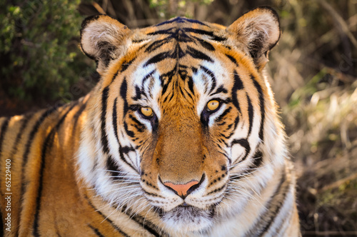 Portrait of a tiger © Julian W.