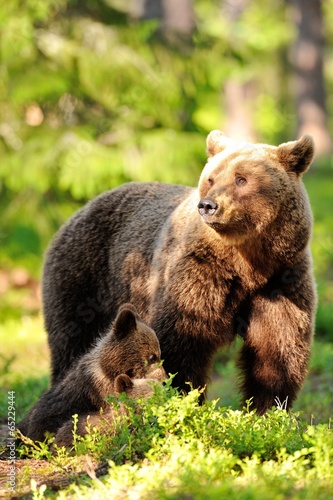 Female brown bear with cubs