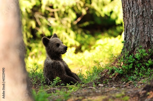 Brown bear cub resting in the forest