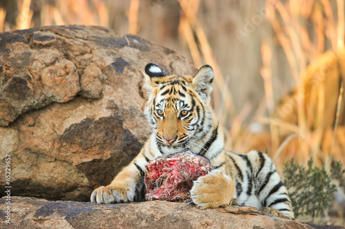 A young tiger having its well-deserved feast
