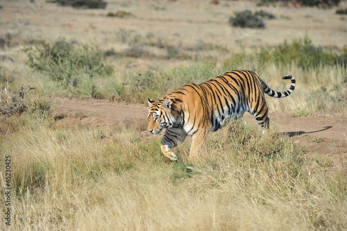 Bengal Tiger on patrol in its territory