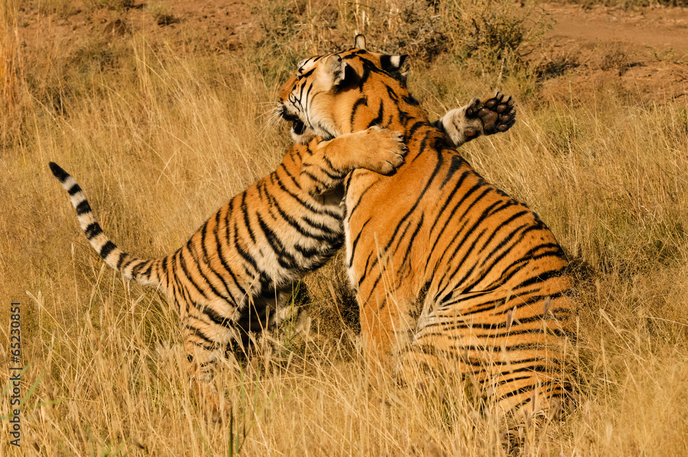 Fototapeta premium An affectionate moment between a Bengal Tiger and her cub