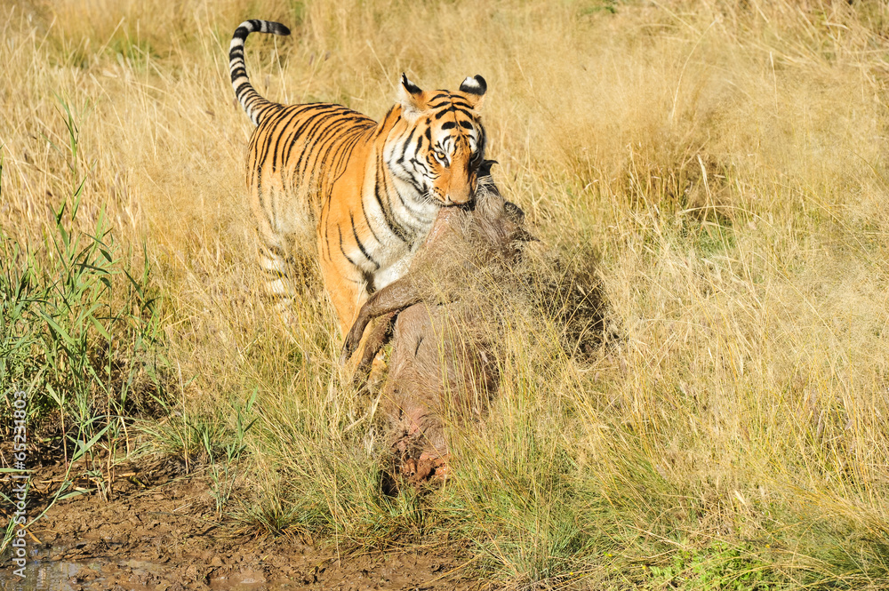 Fototapeta premium Tiger dragging its prey away