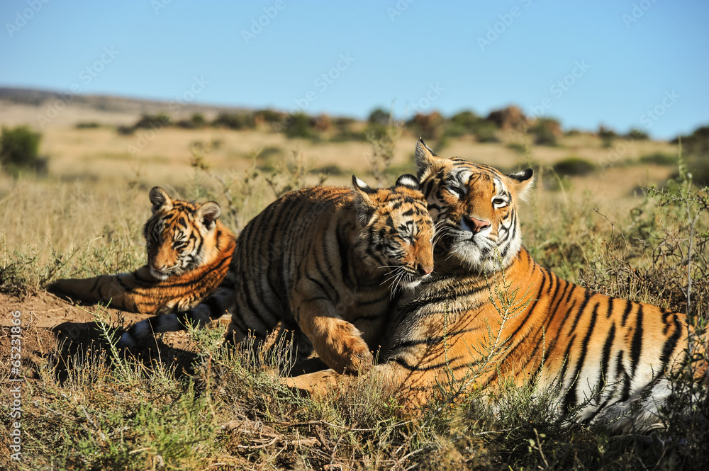 Obraz premium A family of tigers