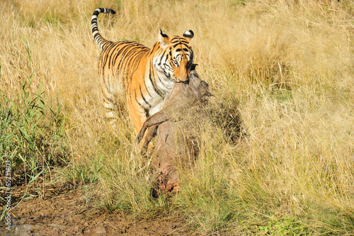 Tiger dragging its prey away