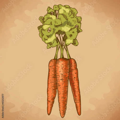 engraving illustration of carrot