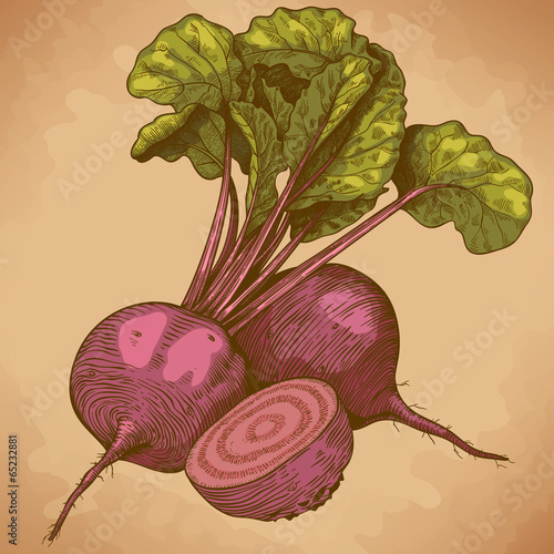 engraving illustration of beet