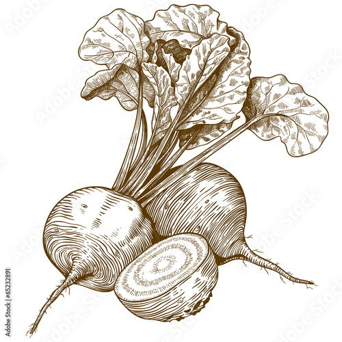 engraving illustration of beet