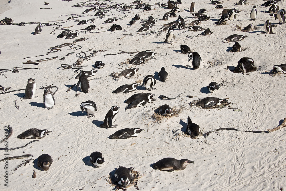 Fototapeta premium African penguins, Boulders national Park, South Africa