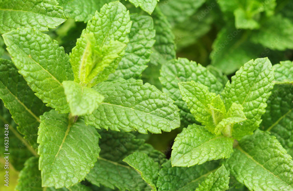 Sprigs of fresh mint in the garden Sprigs of fresh mint in the garden