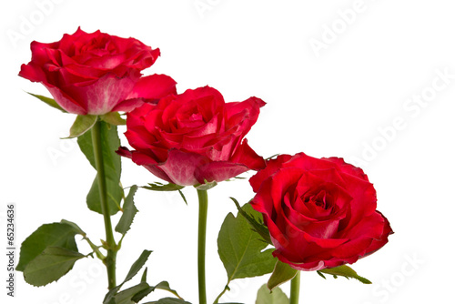 Drei rote Rosen