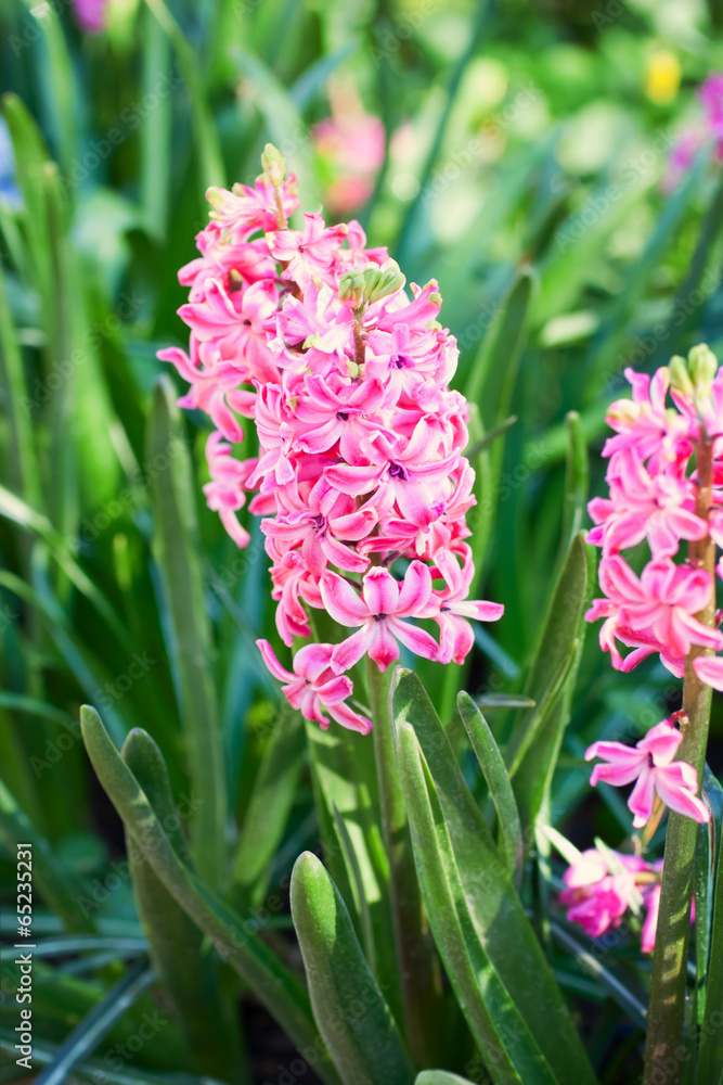 Fototapeta premium Bright colorful pink hyacinths