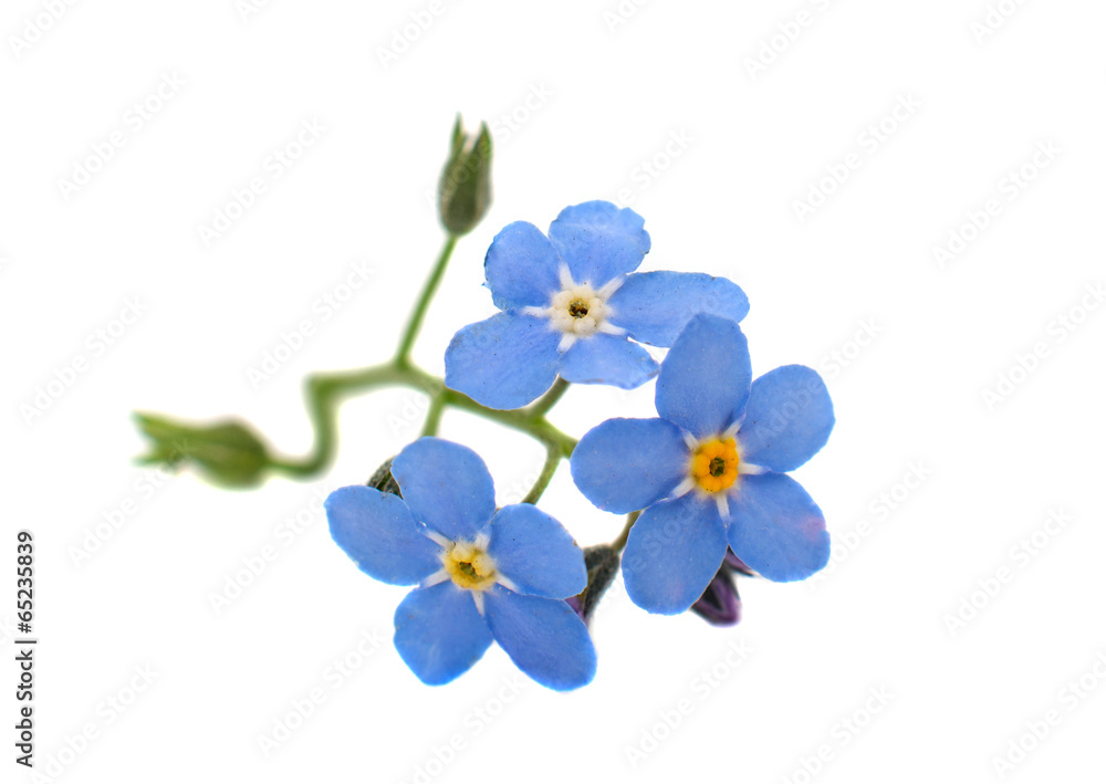 forget-me-flower forget-me-flower