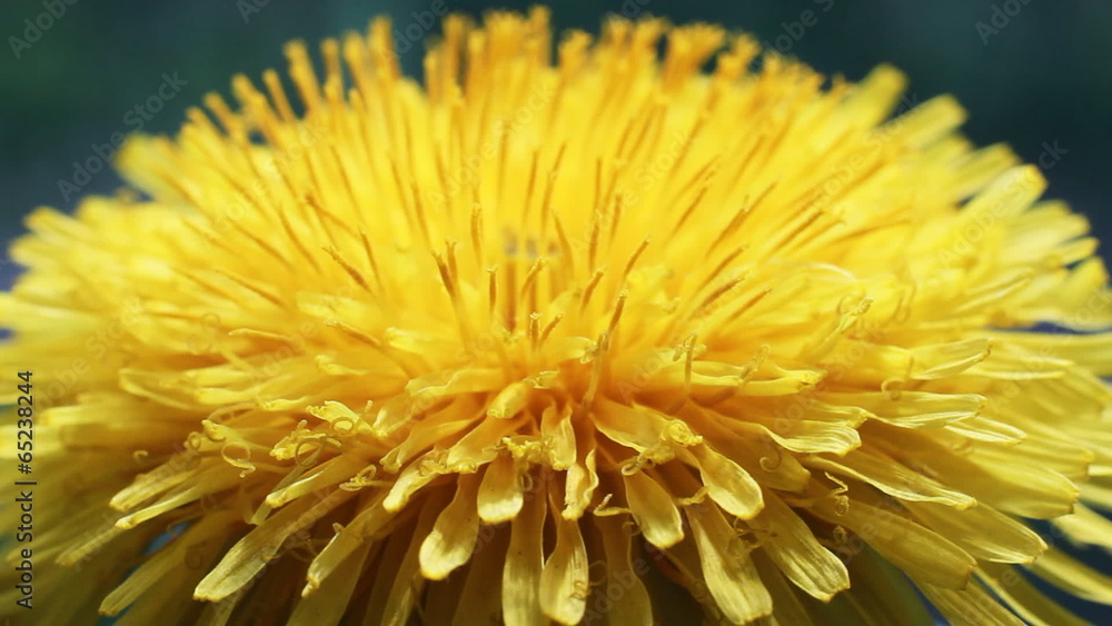 Yellow Flower Petals Yellow Flower Petals