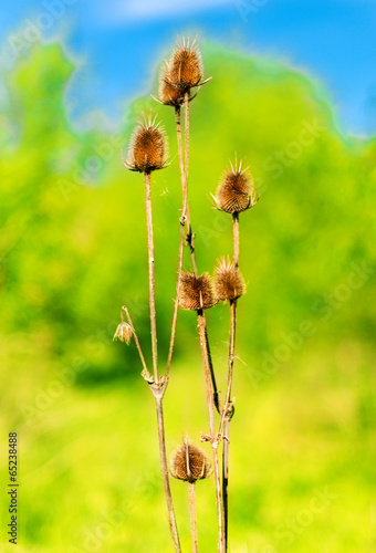 macro shot of some dried thistles in a green meadow