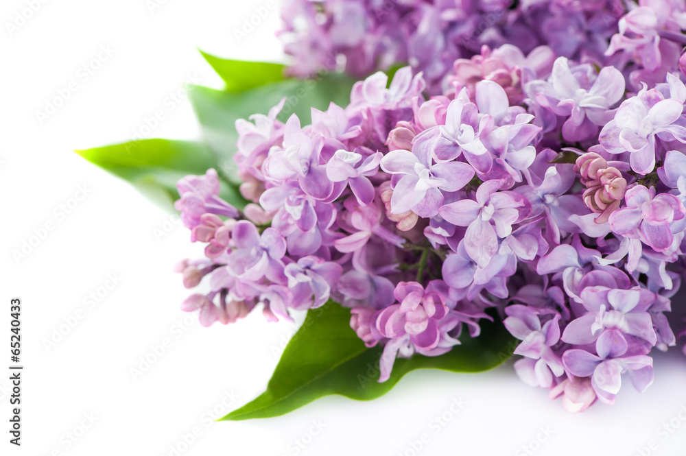 Obraz premium Floral background lilac flowers on white background
