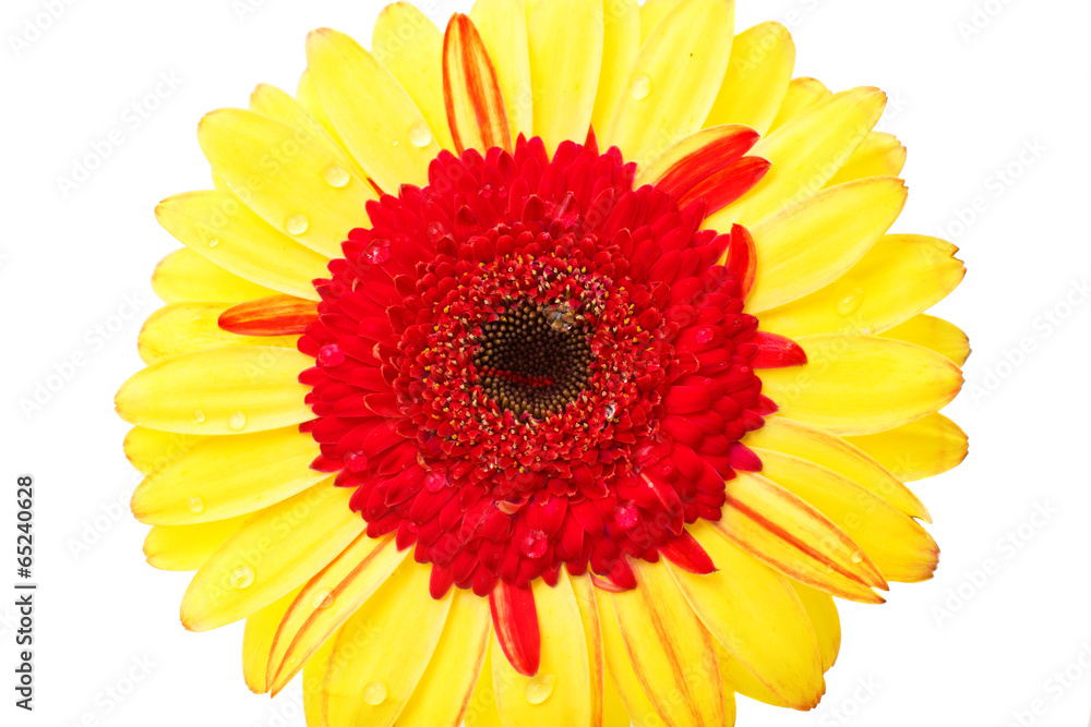 gerbera gerbera