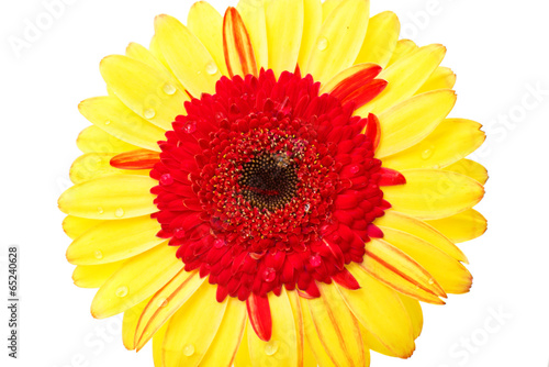 gerbera