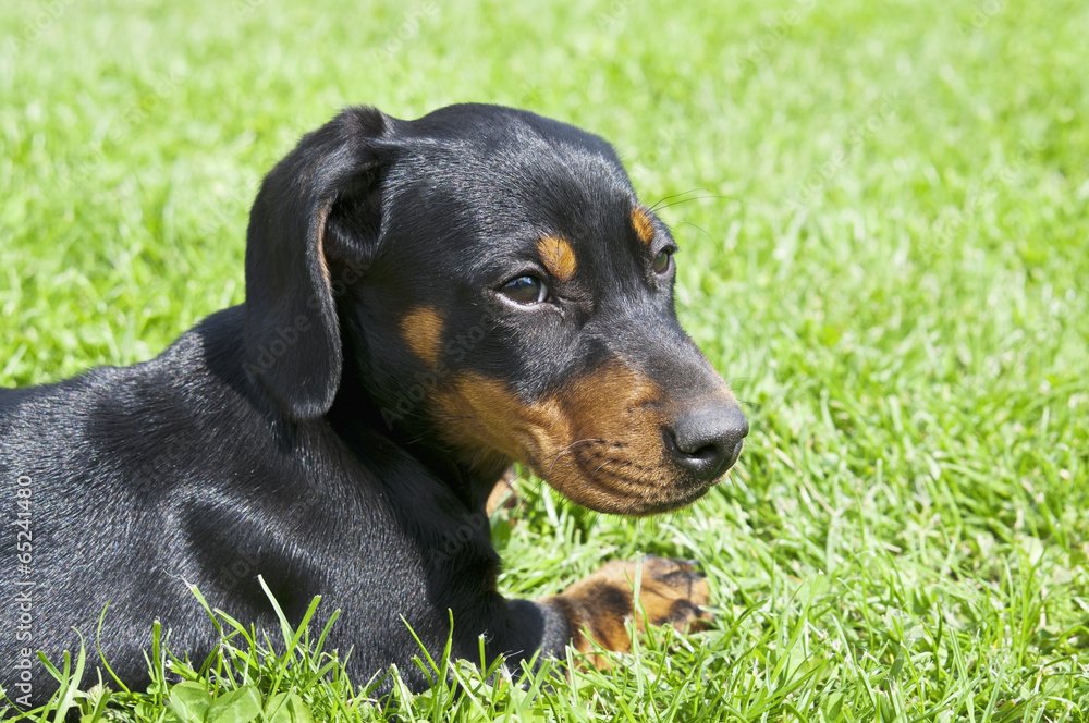 Dachshund puppy in the garden