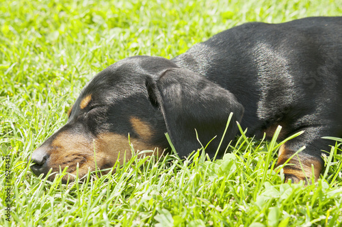 Dachshund puppy in the garden