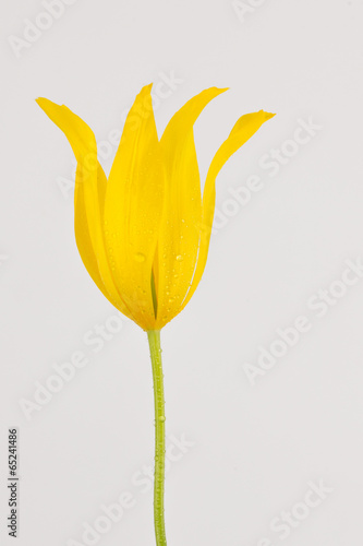bright yellow tulip