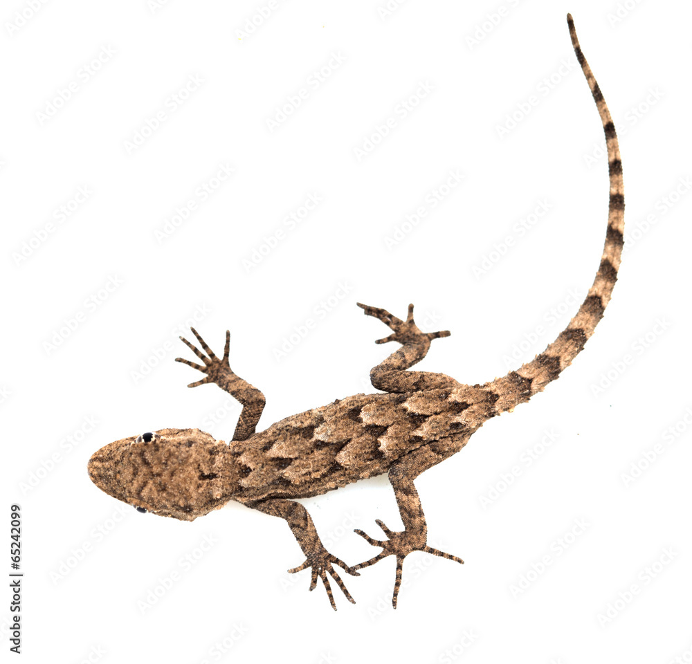 Naklejka premium lizard on a white background. Macro