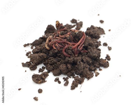 worm in the ground on a white background