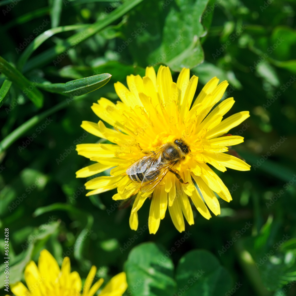 bee collecting nectar from dandelion flower bee collecting nectar from dandelion flower