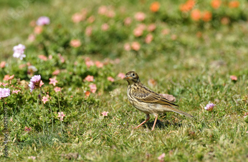 Anthus pratensis - Pipit farlouse - Meadow pipit