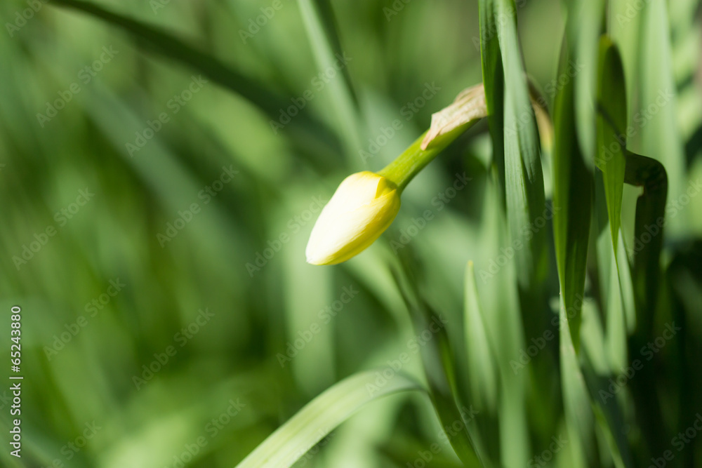 Fototapeta premium indoor flower tulip