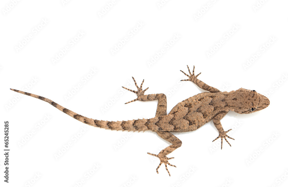 Fototapeta premium lizard on a white background. macro
