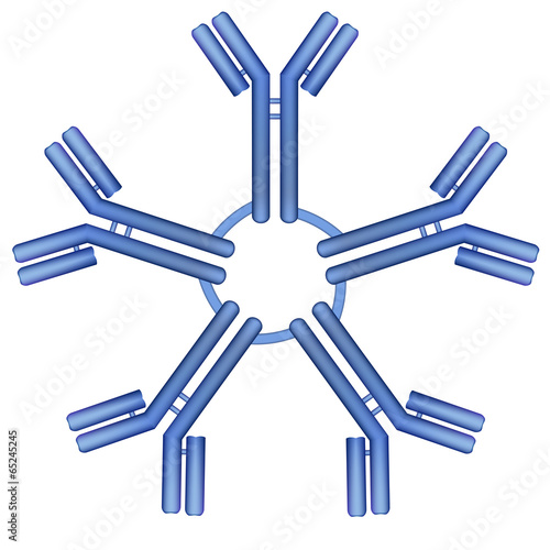 IgM type antibody molecule pentamer