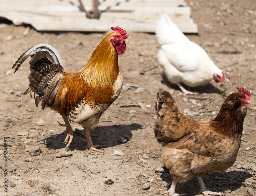 Fototapeta premium Cock Outdoors