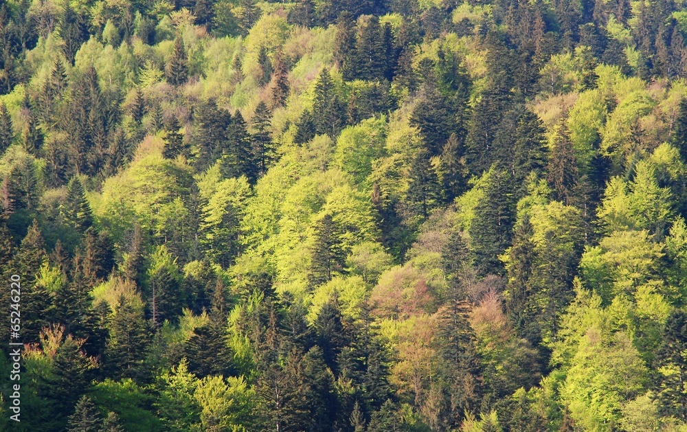 Beautiful nature Beautiful nature