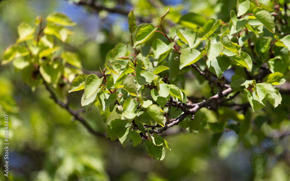 green apricots on the tree in nature green apricots on the tree in nature