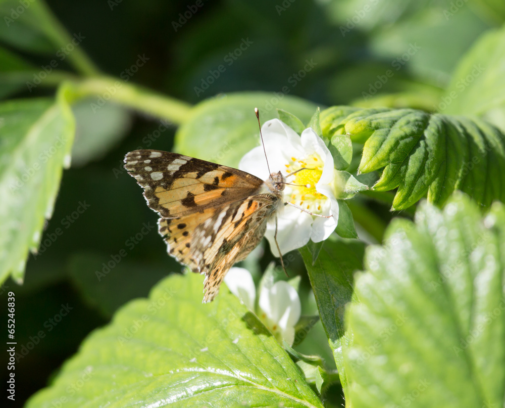 Macro of a Butterfly Cacyreus marshalli on a strawberry flower Macro of a Butterfly Cacyreus marshalli on a strawberry flower